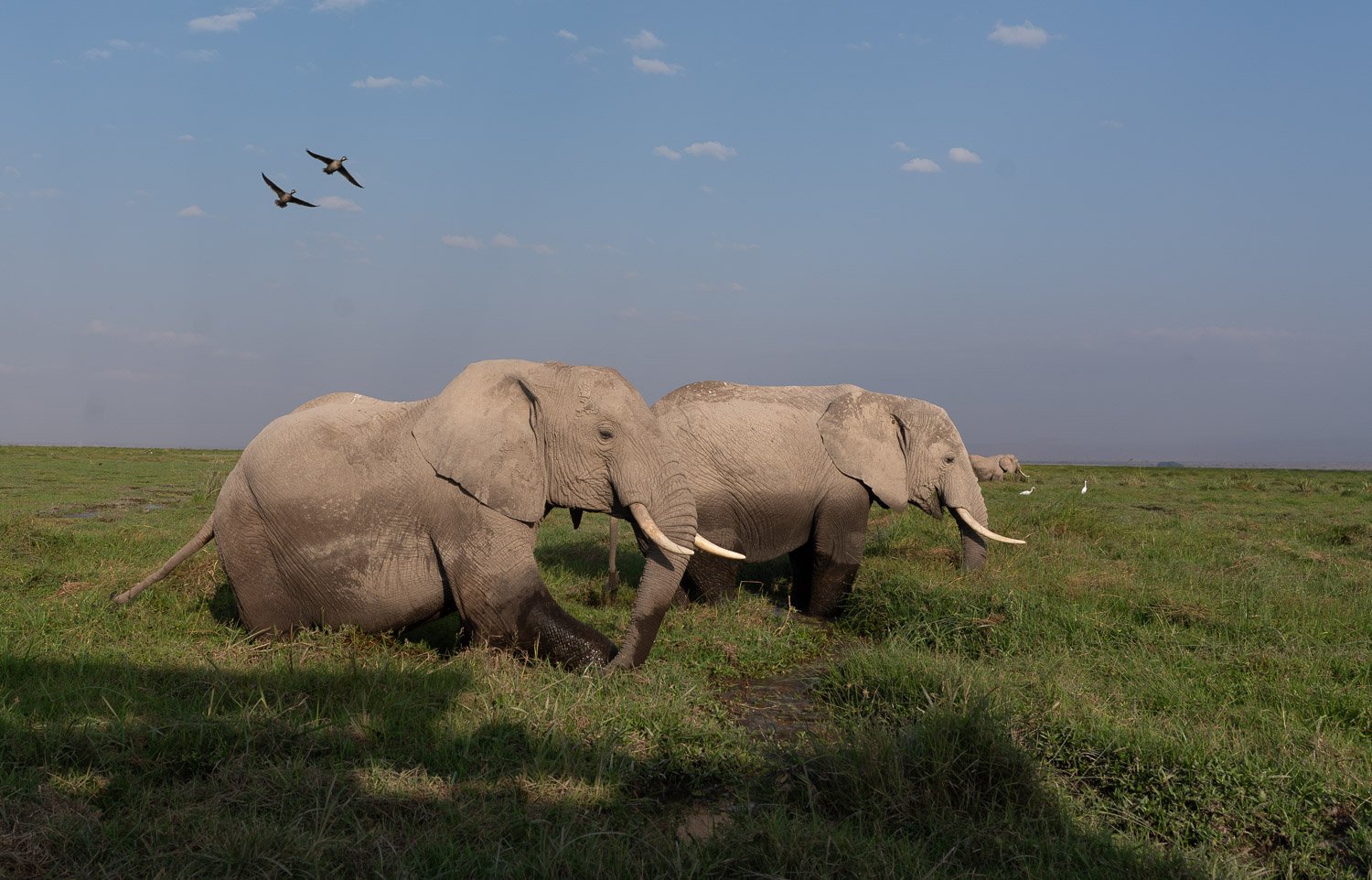 Elephants and birds in the wetlands
