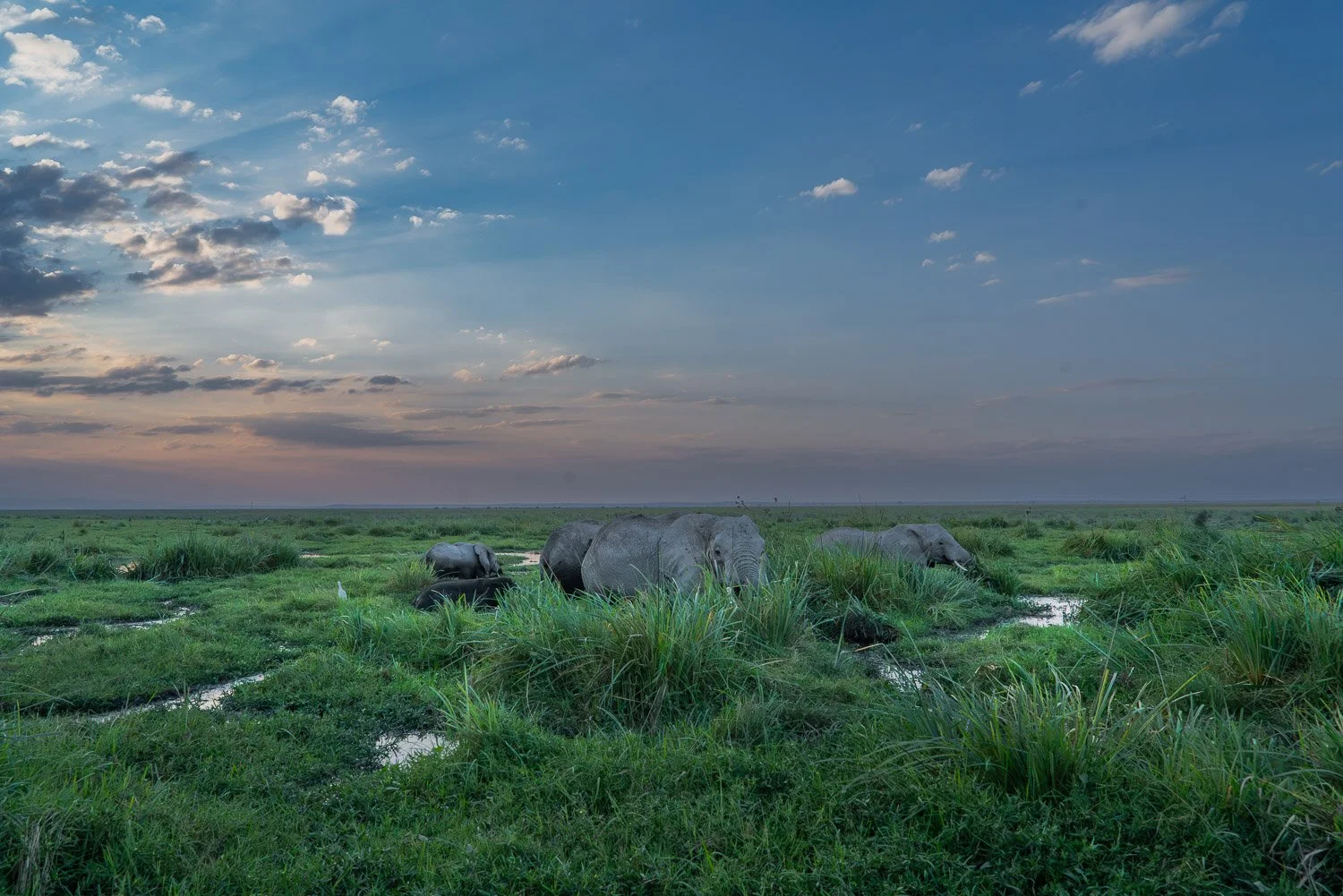 Elephants 