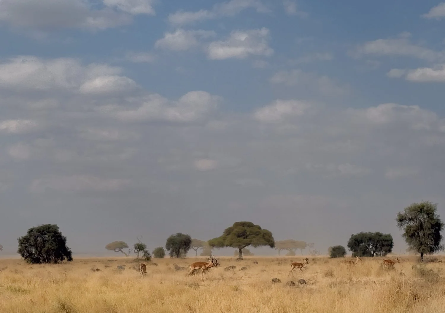 Graves Gazelles and Acacia Trees