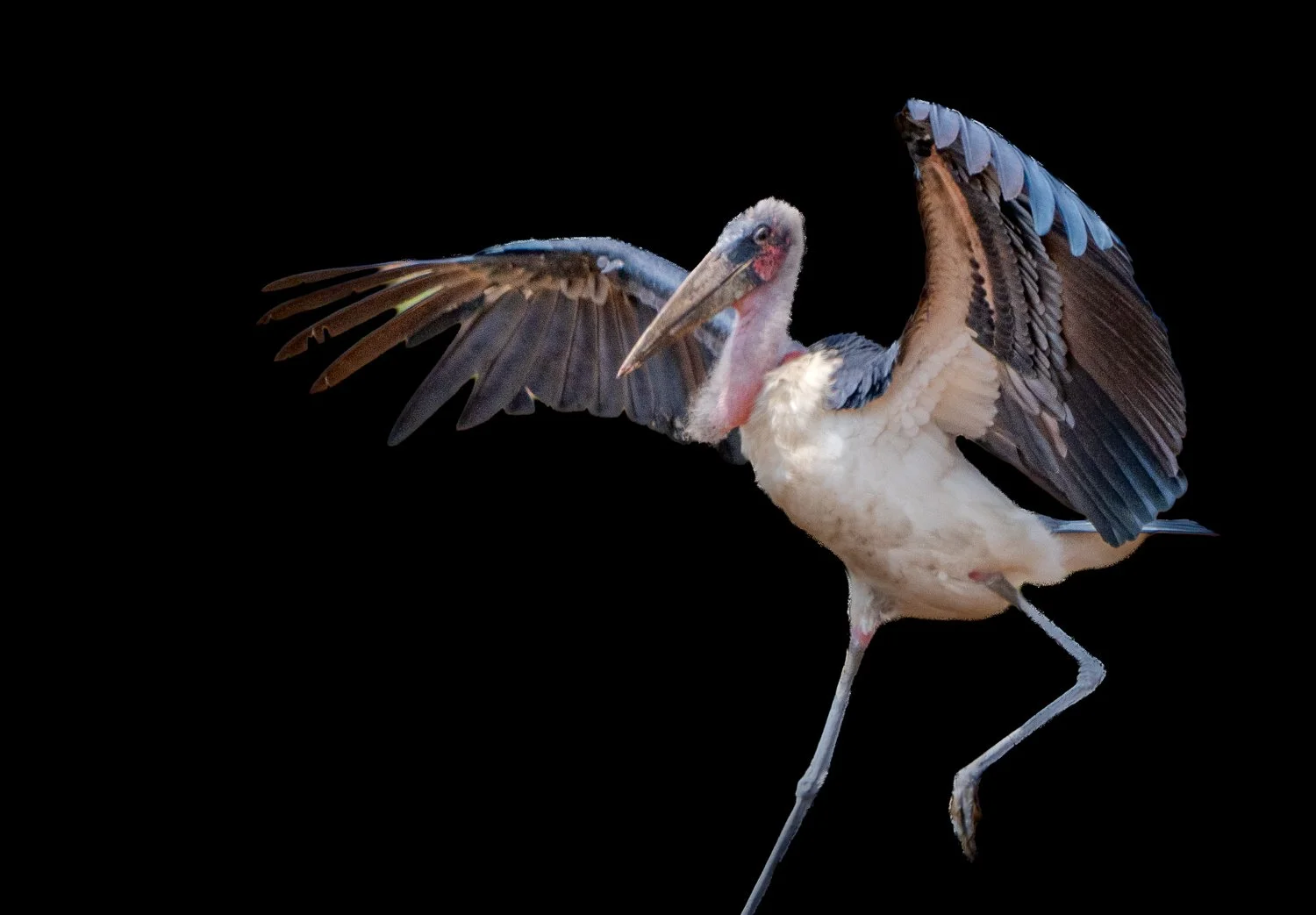 Maribou Stork 