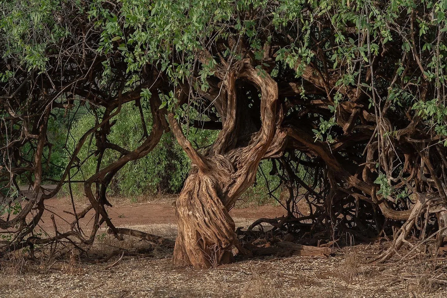 Twisted Acacia Tree