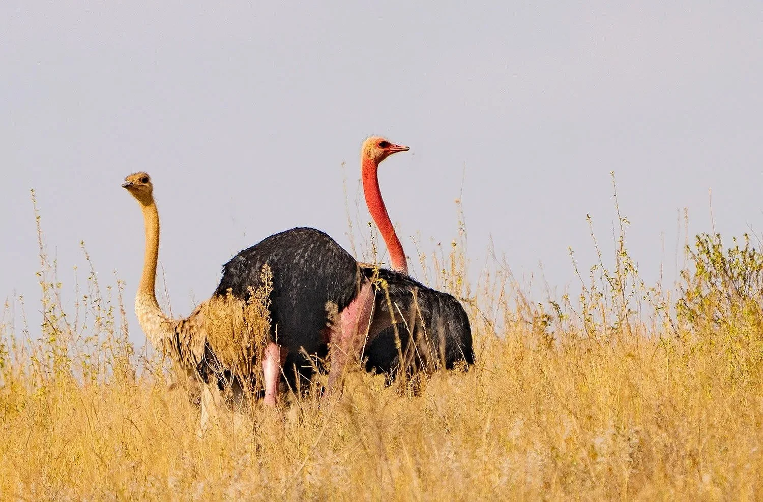 Male and female Ostriches