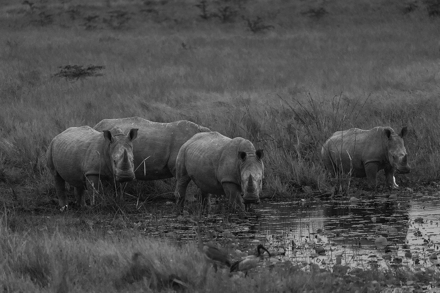 Rhinos