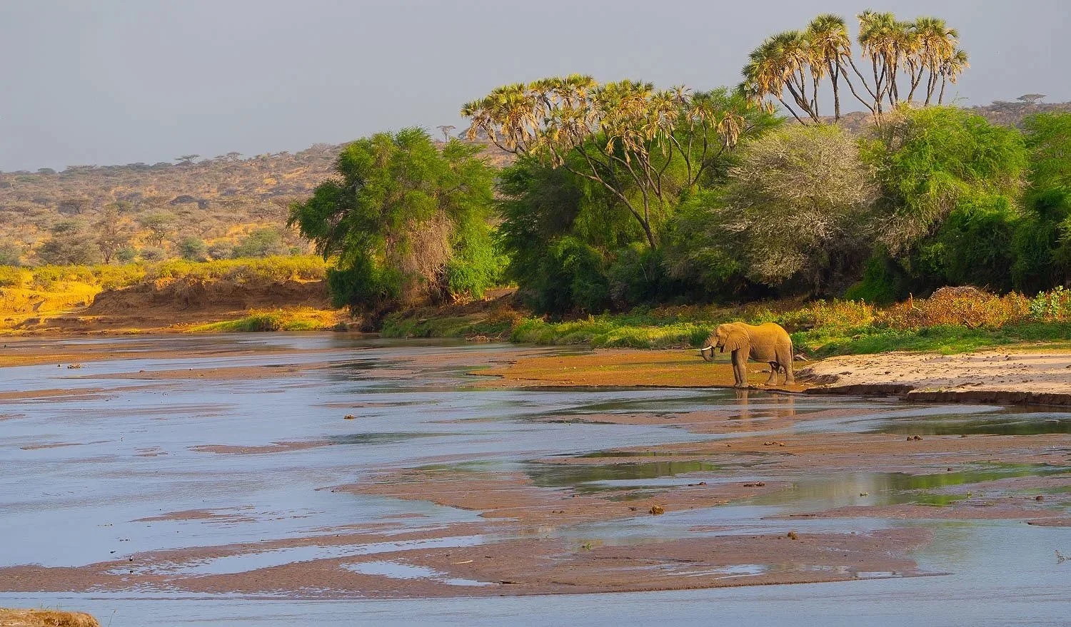 Elephant and the river