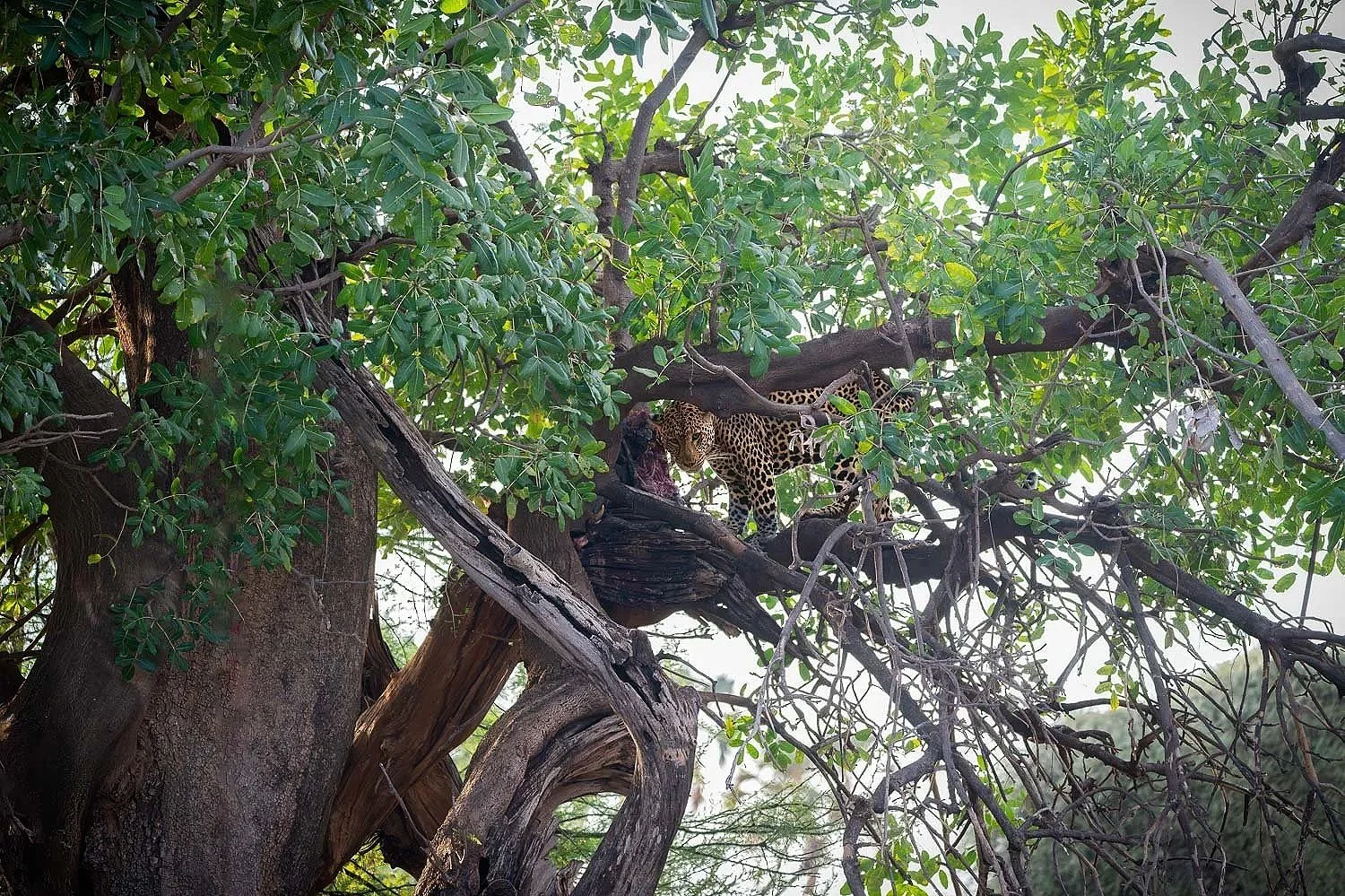 Leopard