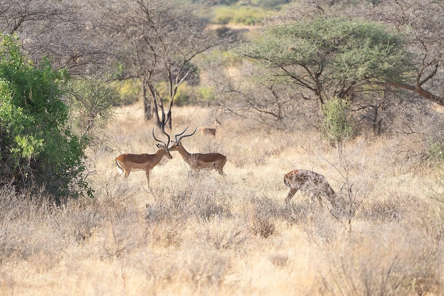 Graves Gazelles