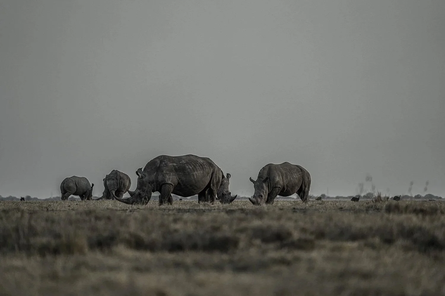 Rhinos