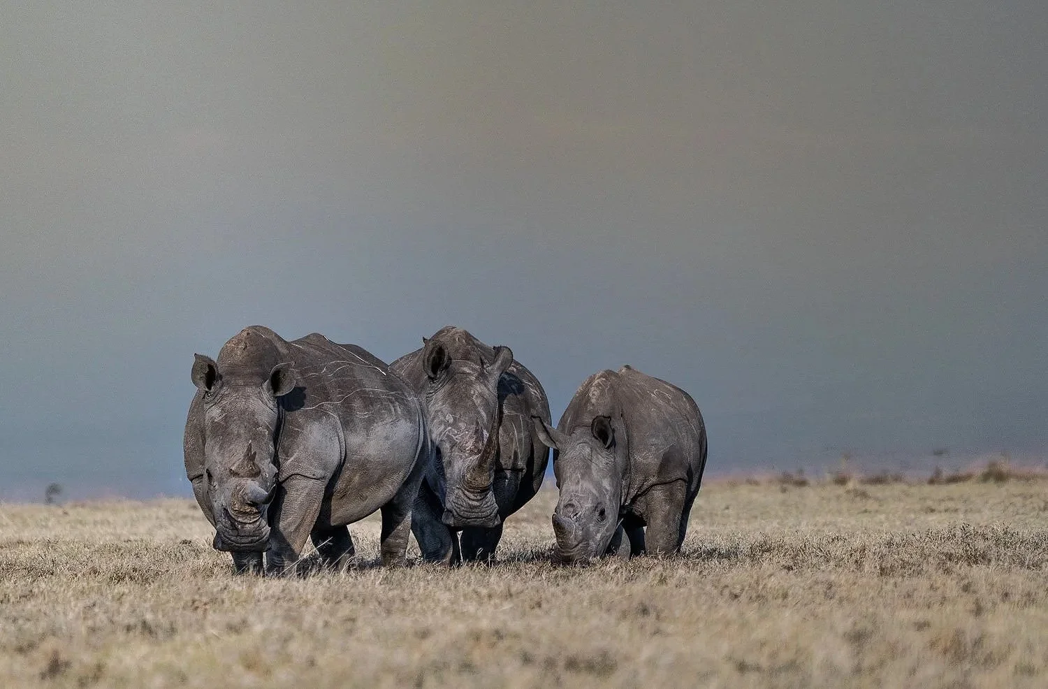 Rhinos