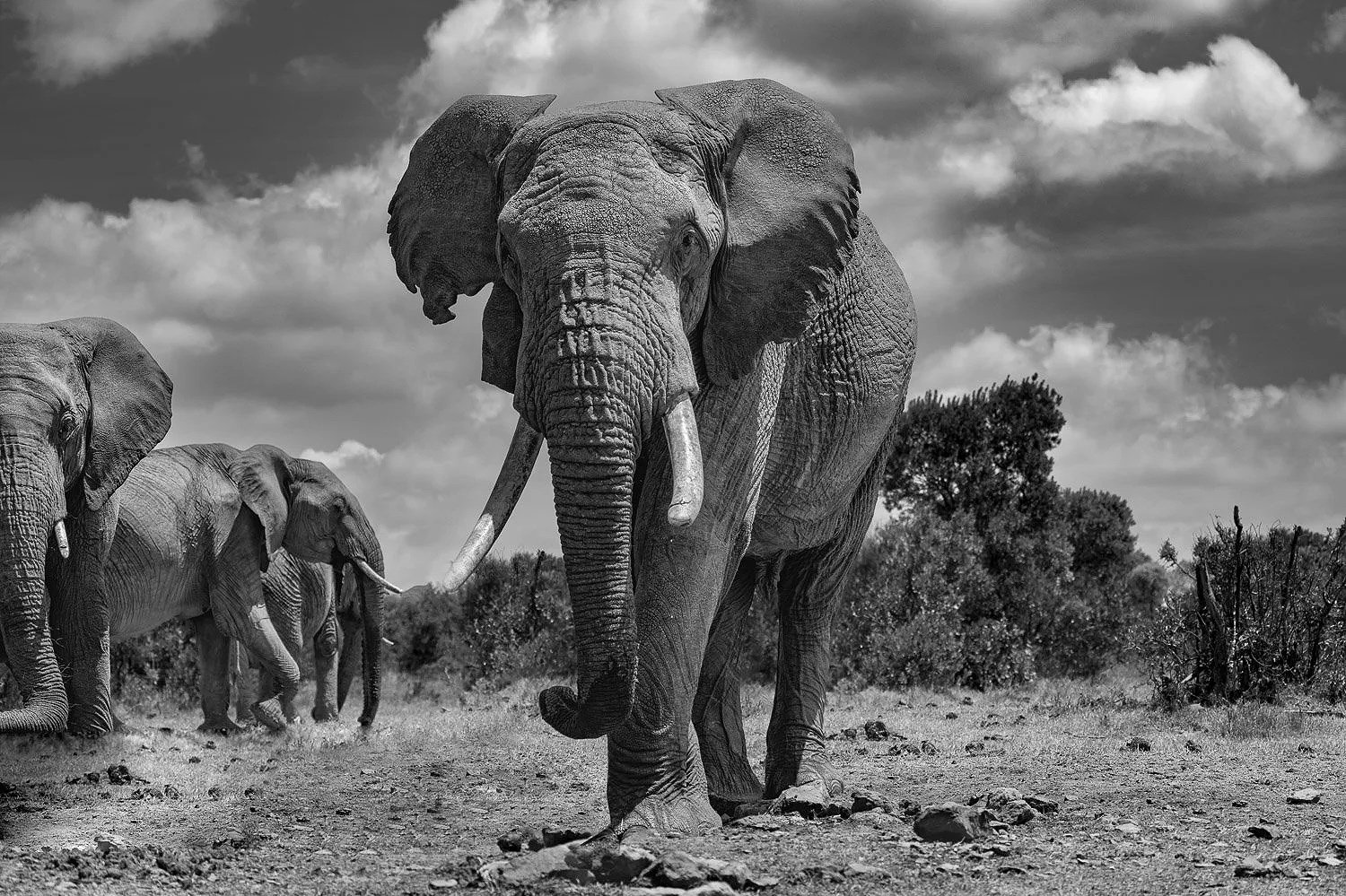Elephant
