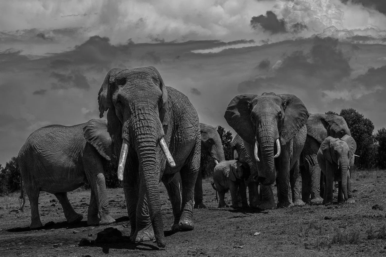 Elephants