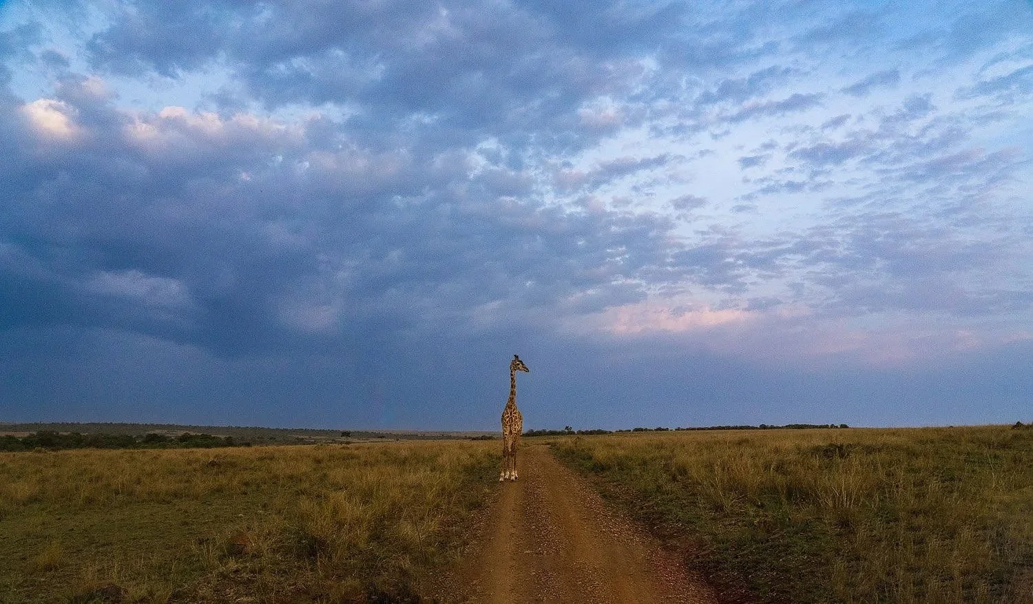 Giraff, On the Road