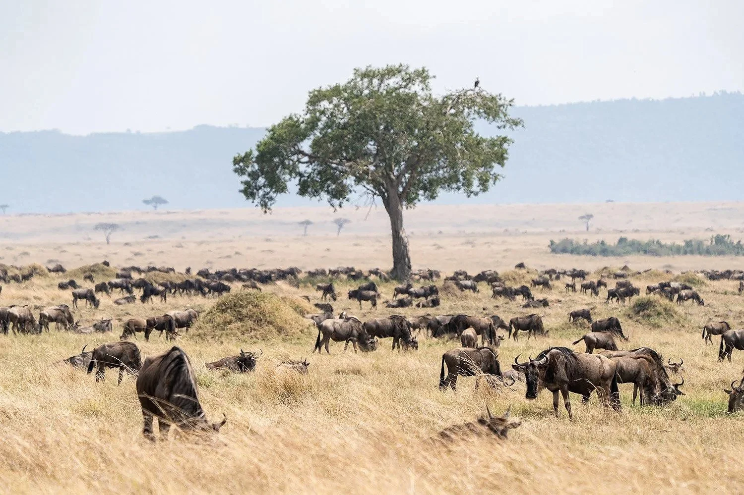 Wildebeest