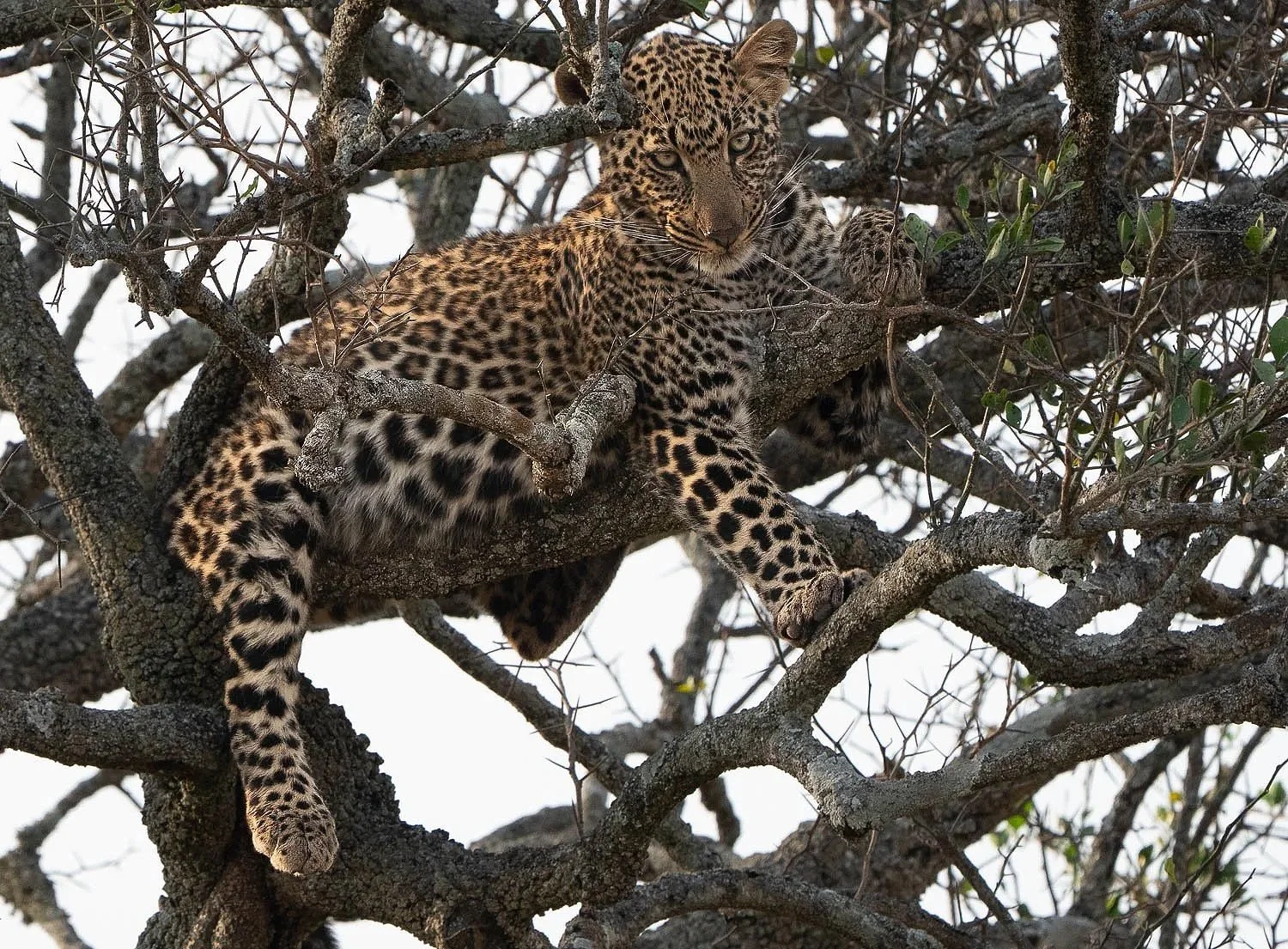 Leopard