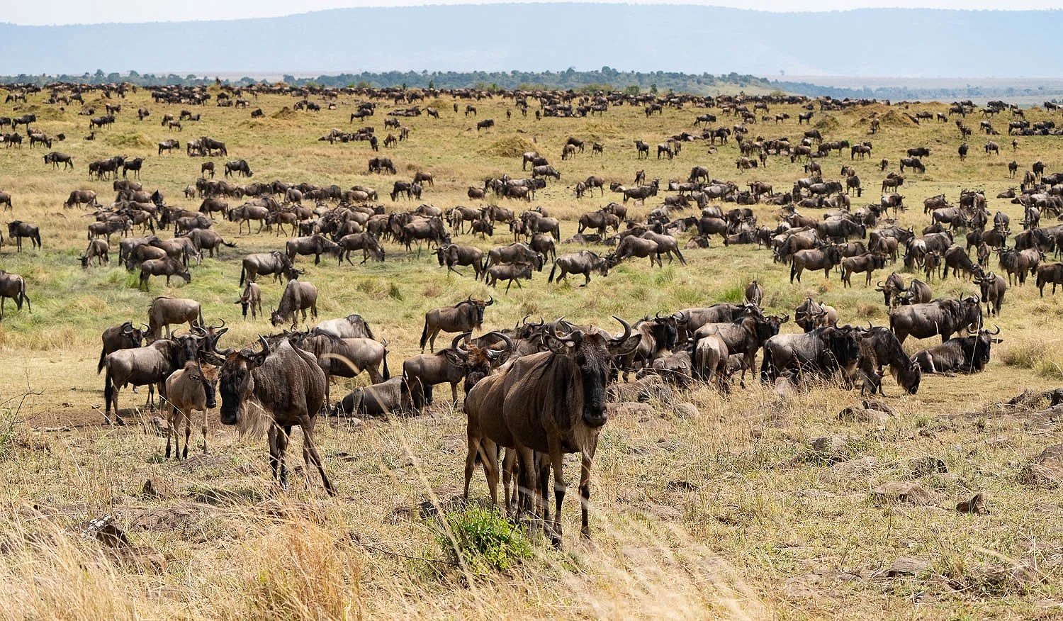 Wildebeest
