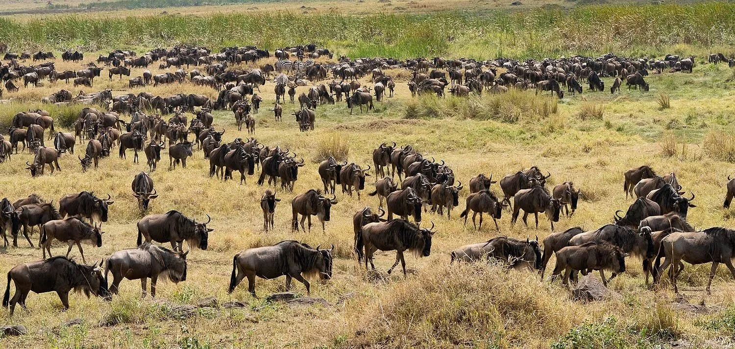 Wildebeest