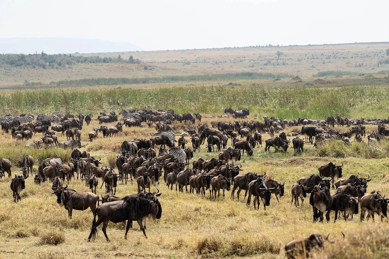 Wildebeest