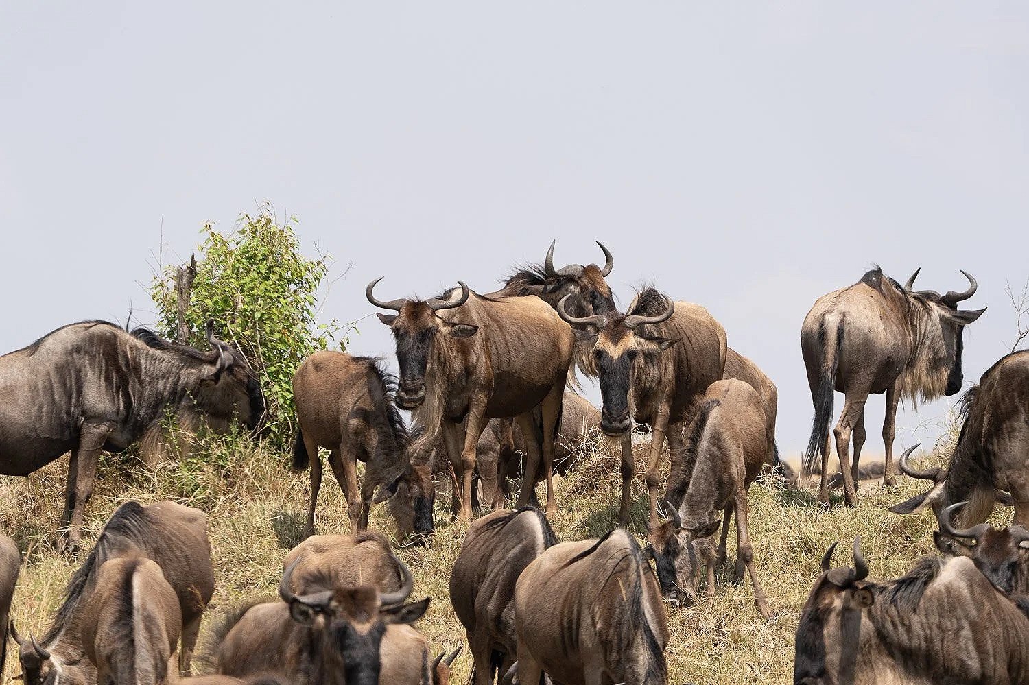 Wildebeest