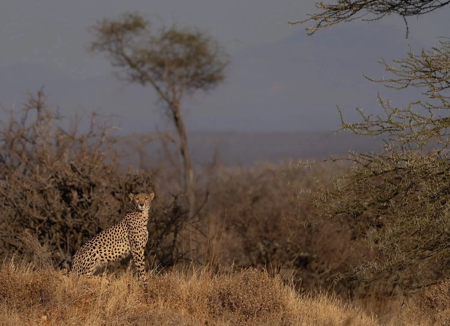 Cheetah