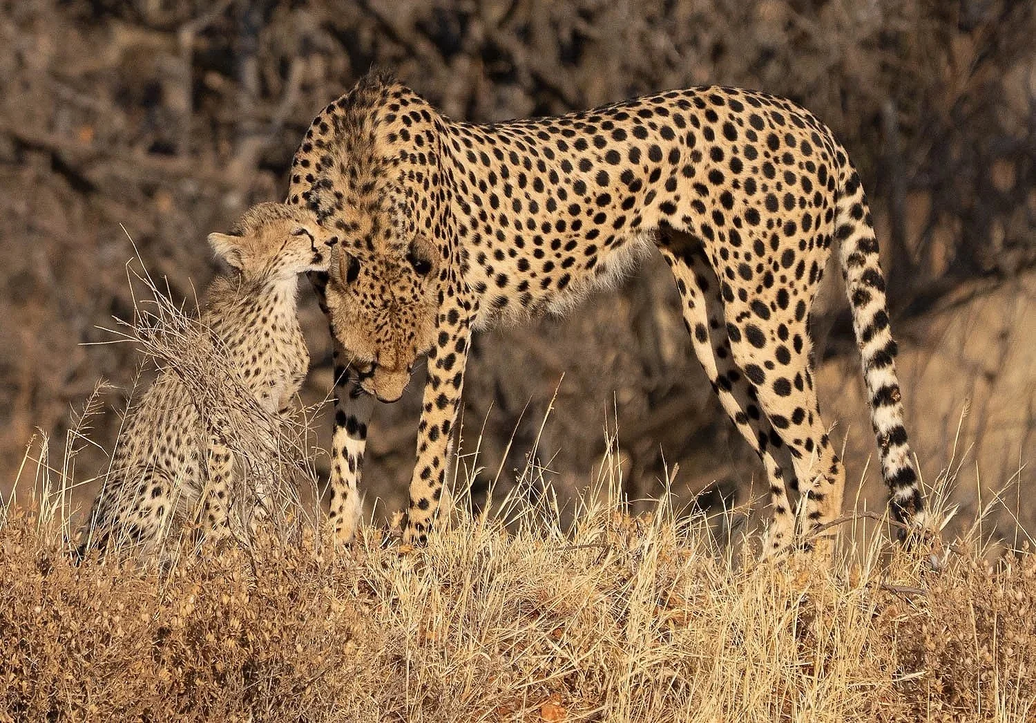 Cheetah with cubs