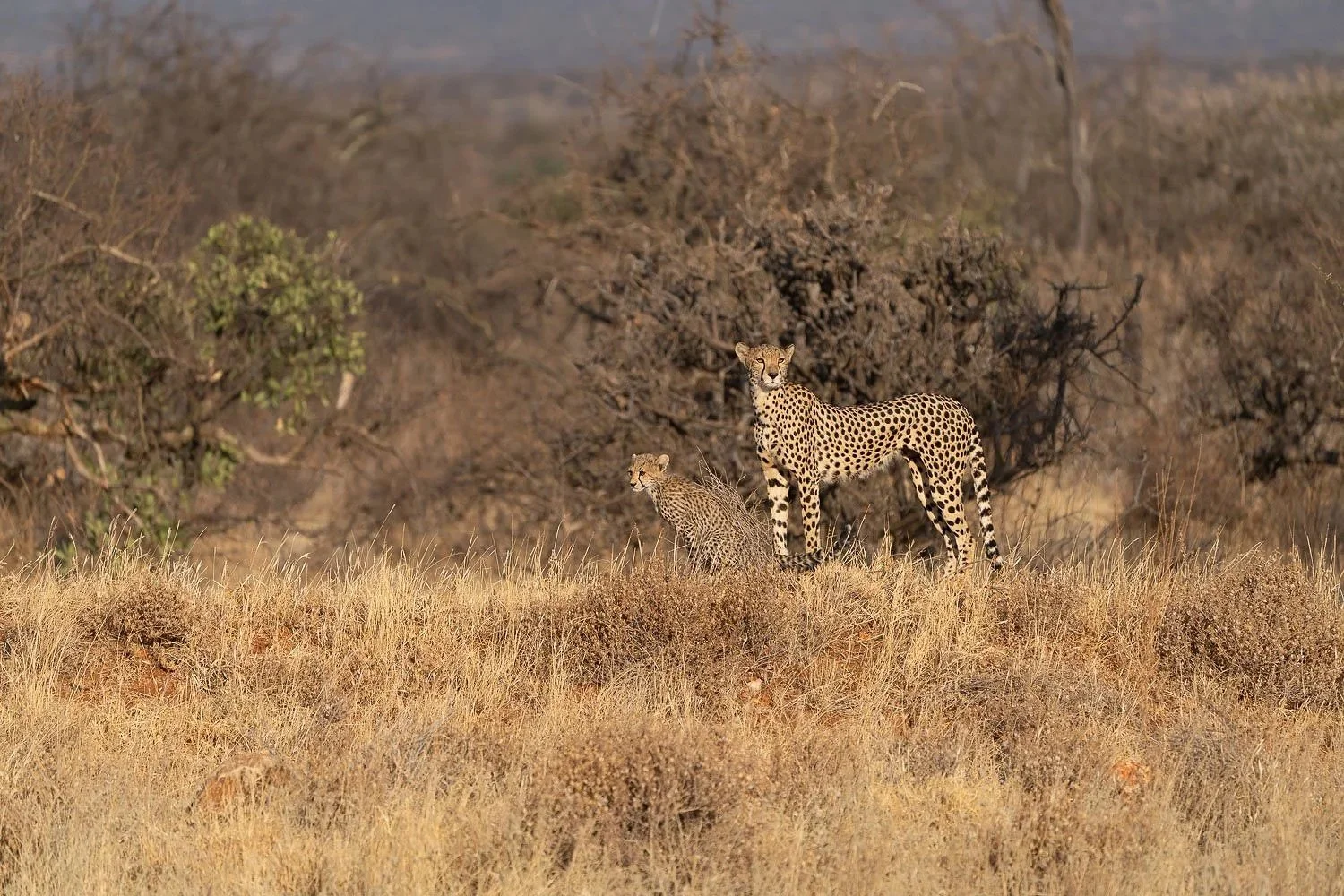 Cheetah with cubs