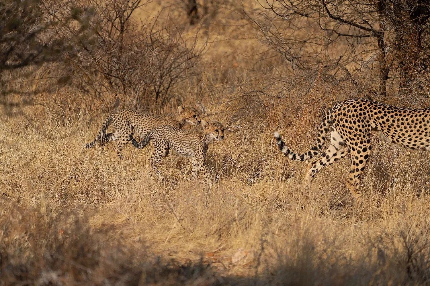 Cheetah