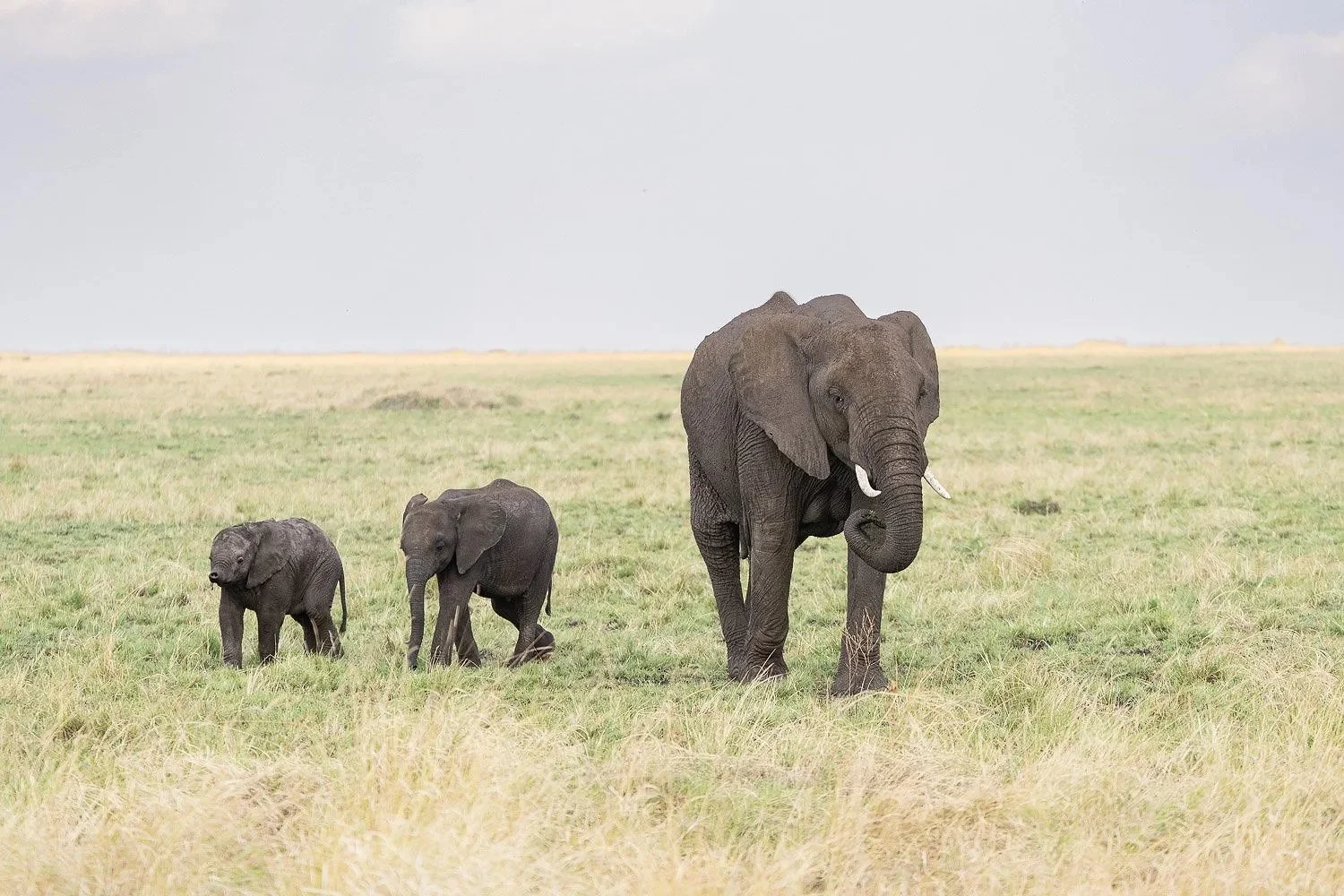 Elephant and calves