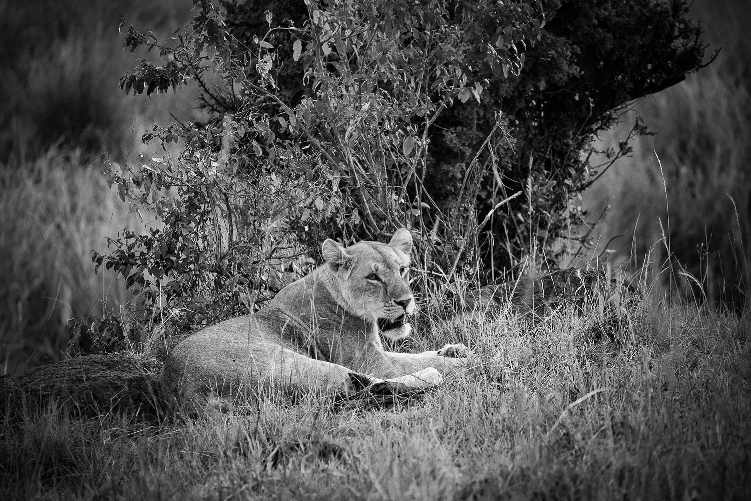 Lioness