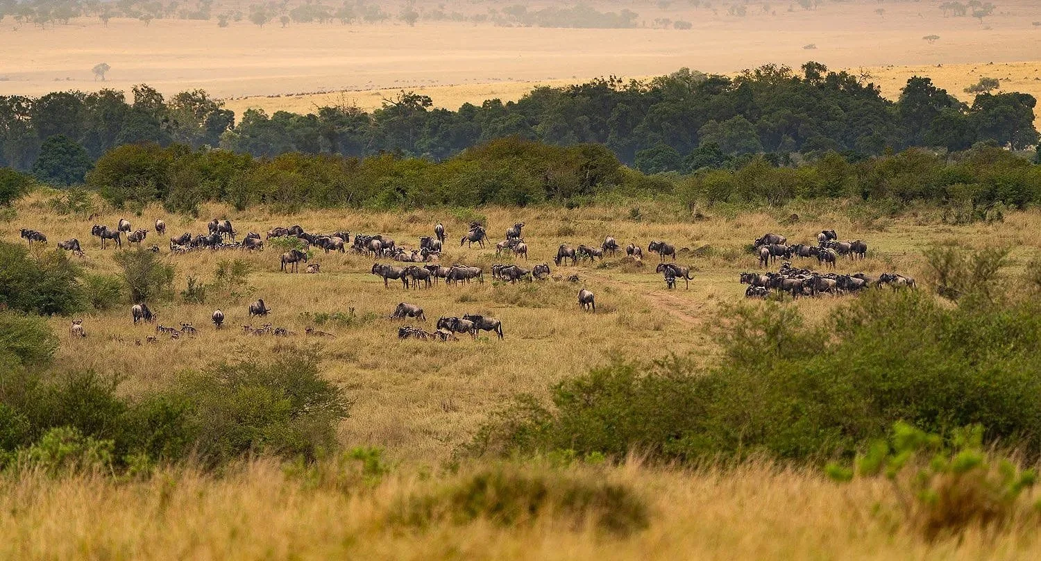 Wildebeests