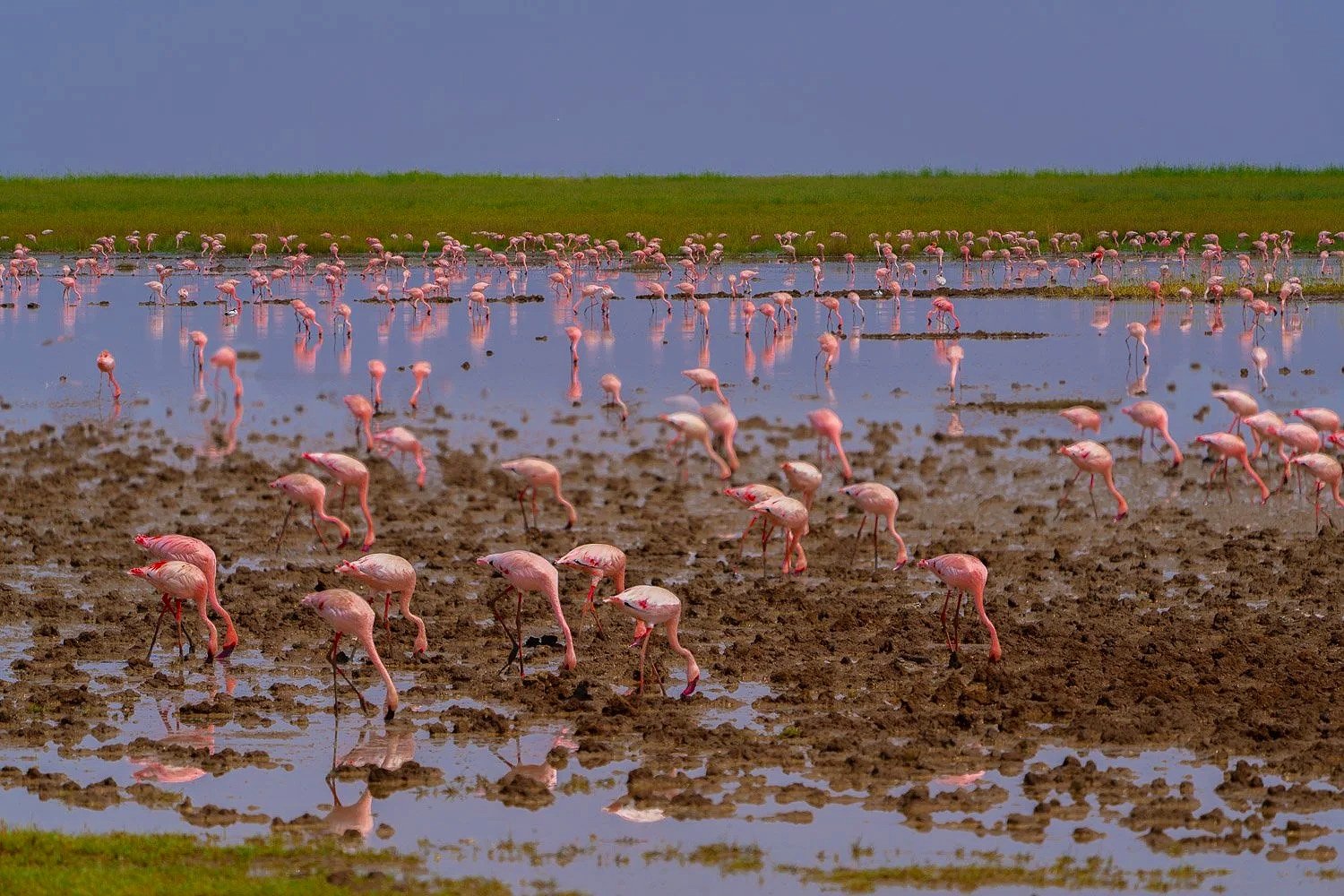 Flamingos