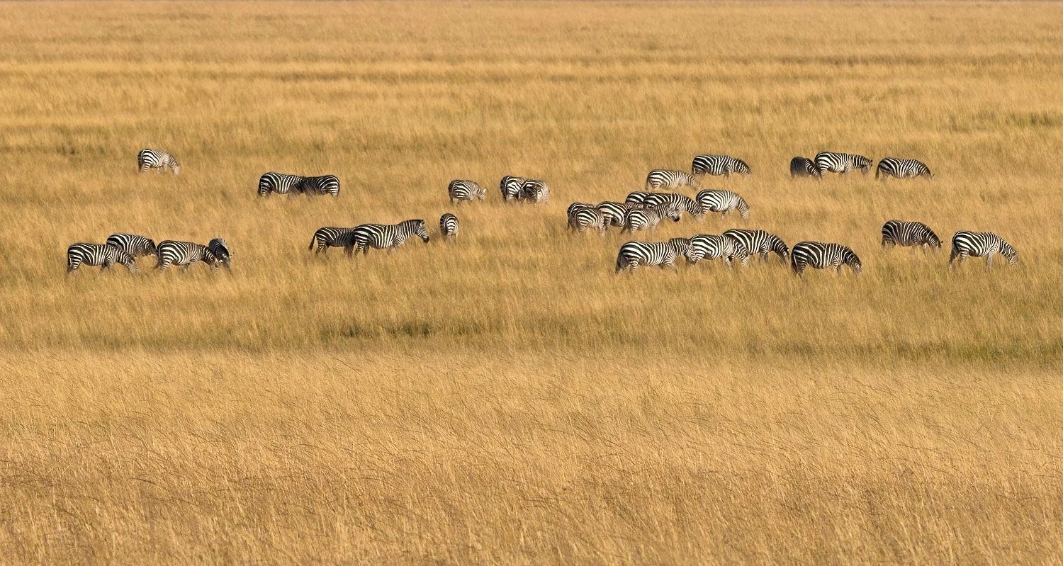 Zebras