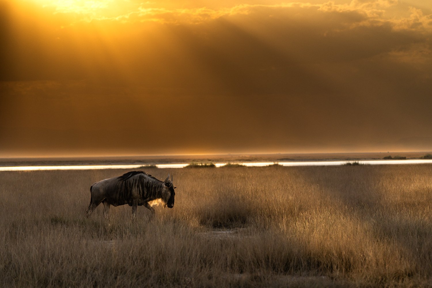 Wildebeest