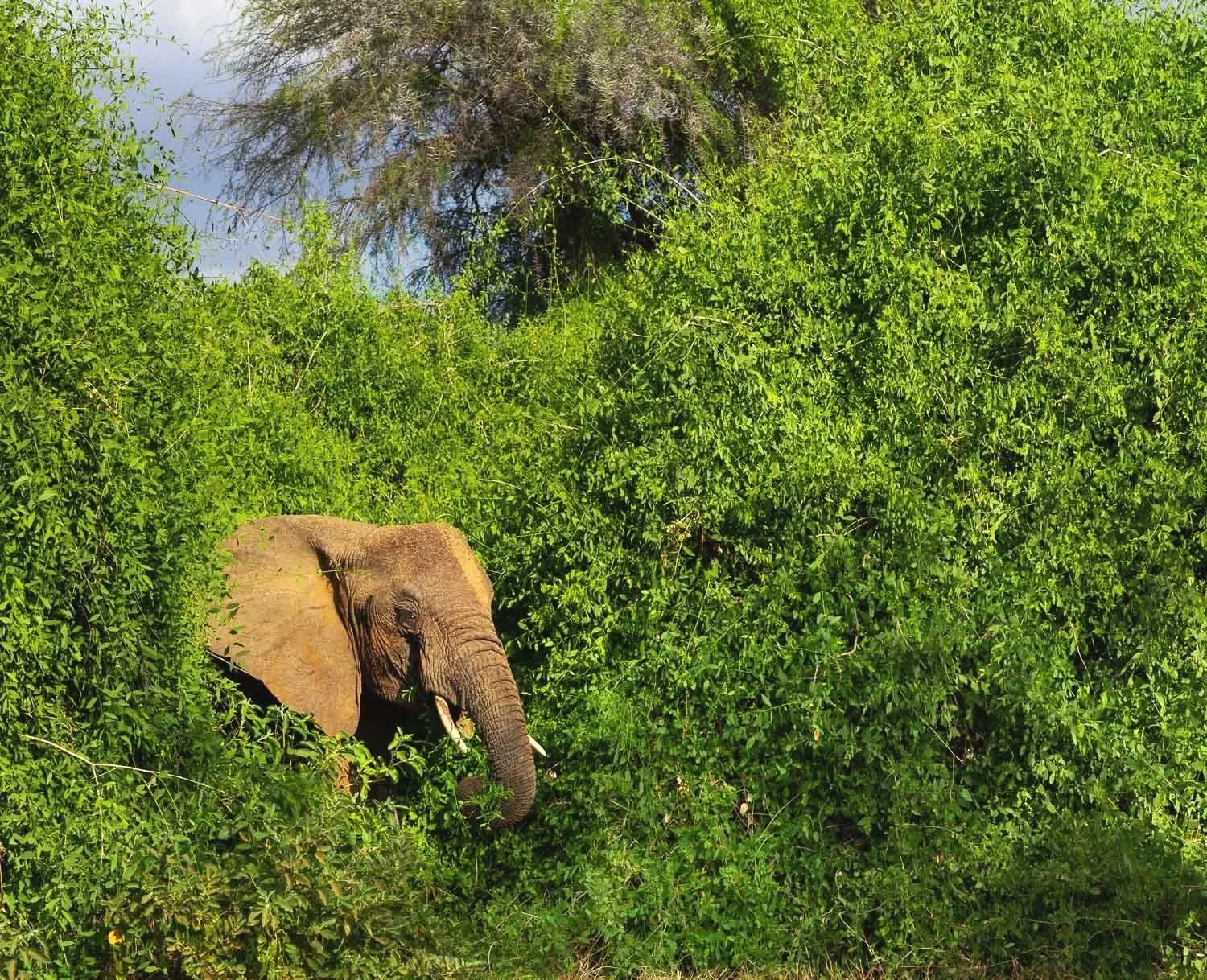 Elephant