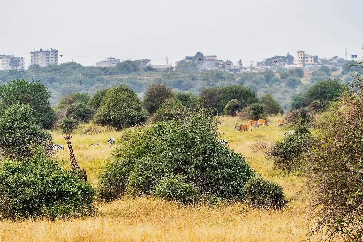 Animals of   Nairobi