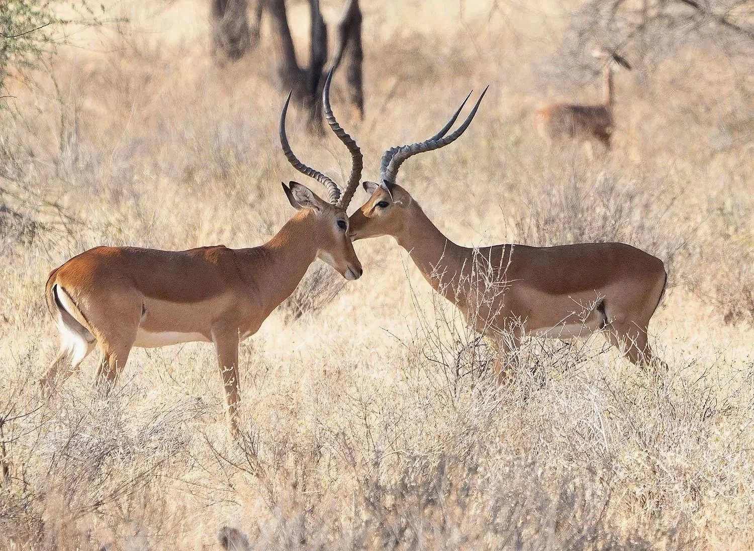 Male Graves Gazelles