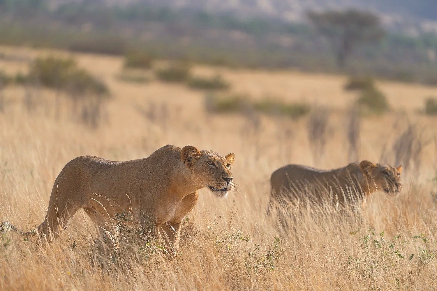 Lionesses Stalking 