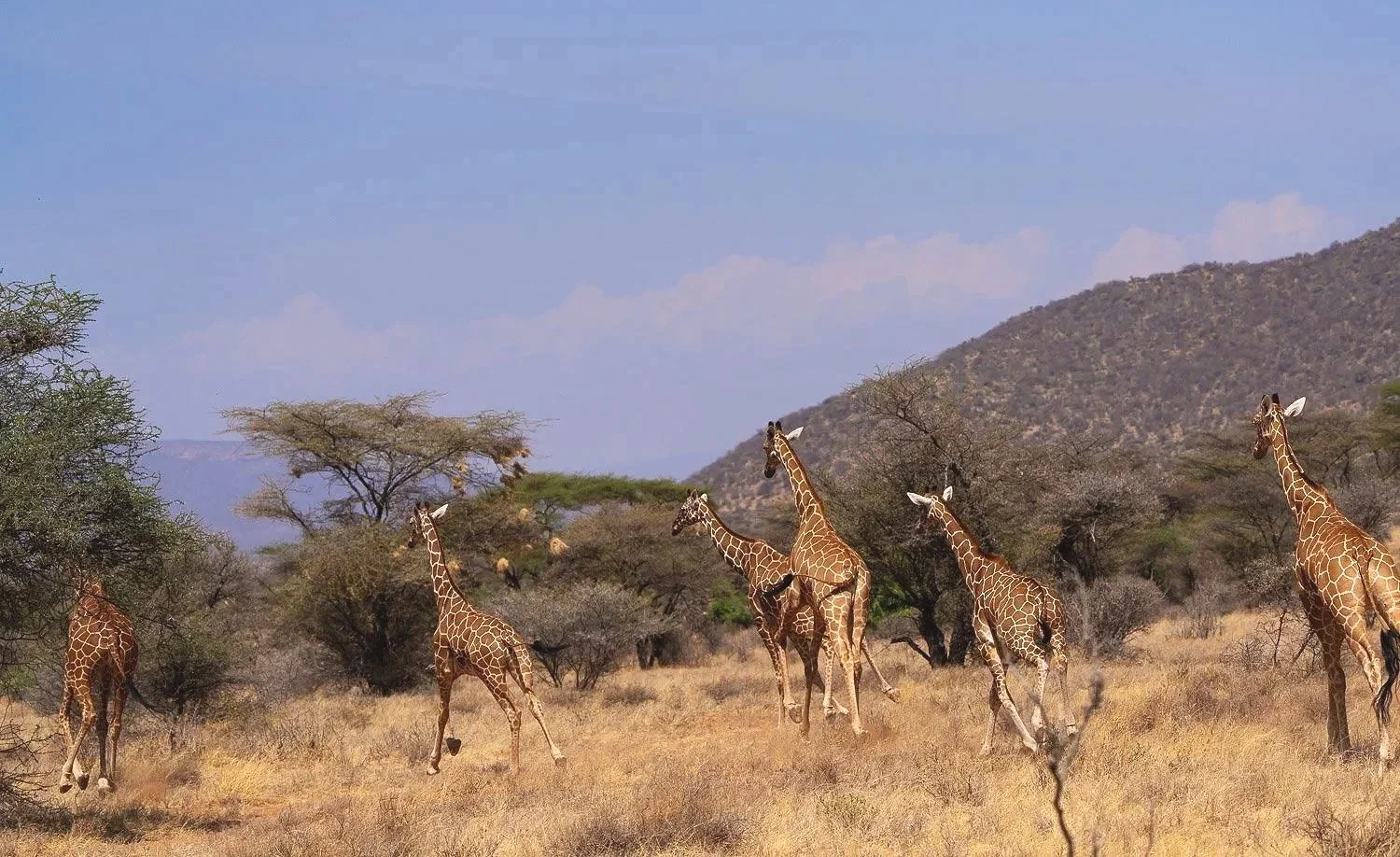 Giraffs