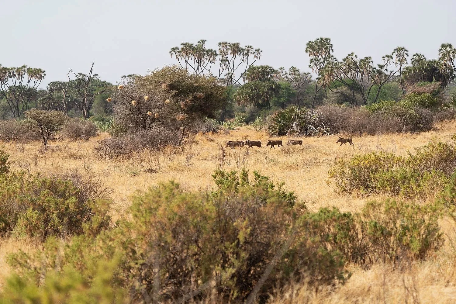Warthogs