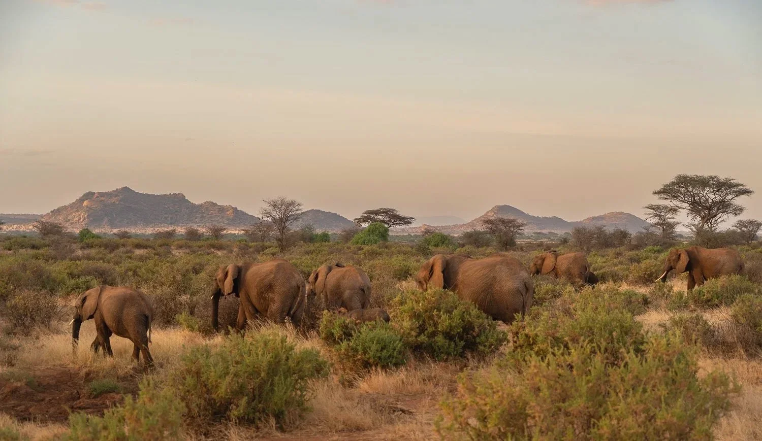 Elephant Landscape