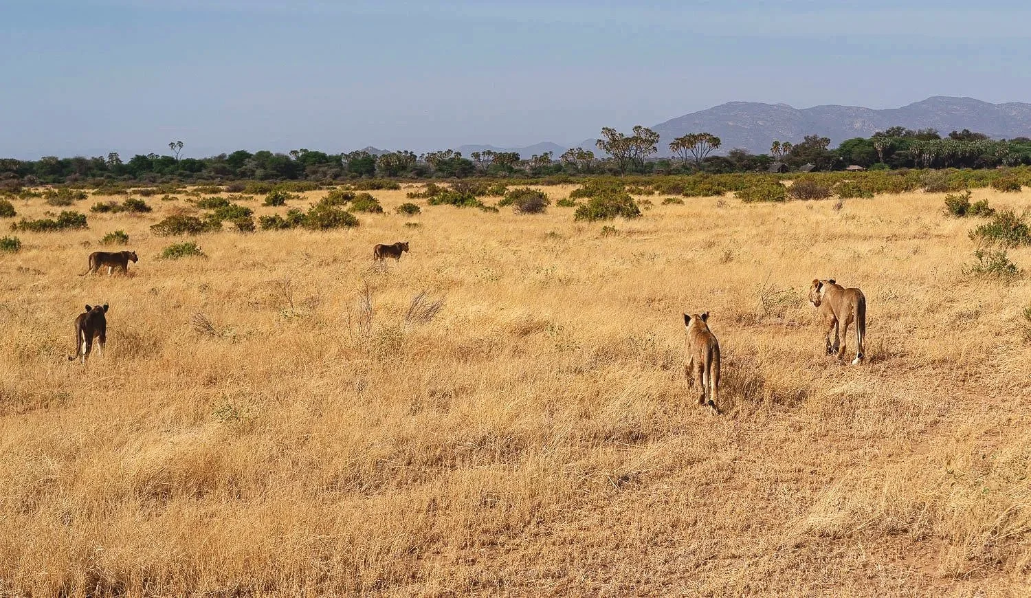 Lionesses Stalking
