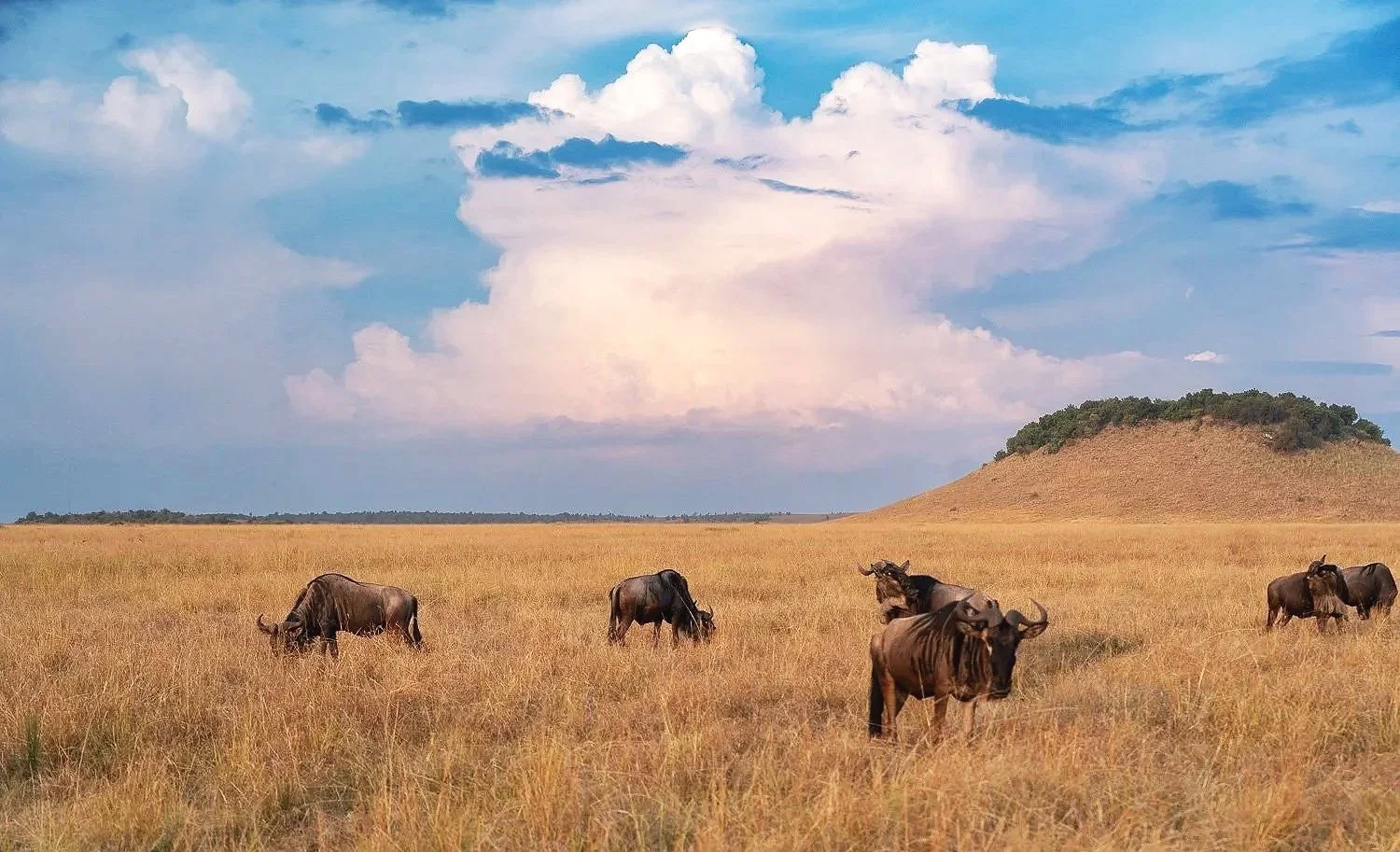 Wildebeests