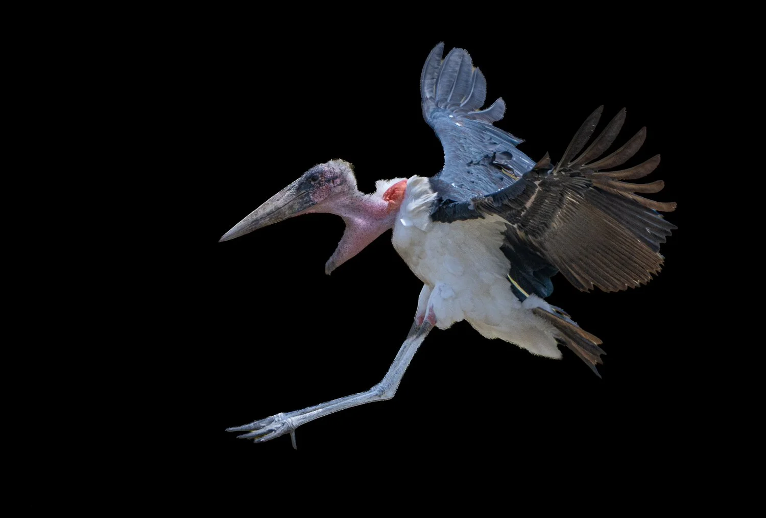Maribou Stork 
