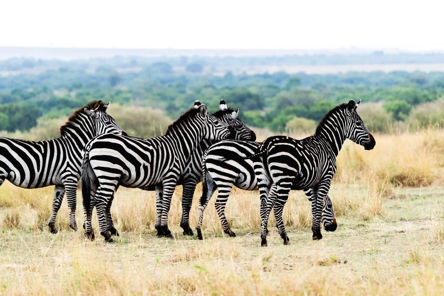 Zebras