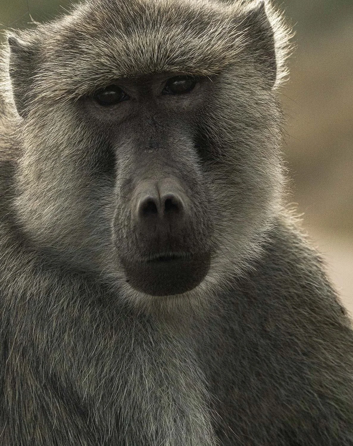 Keen Observer, baboon