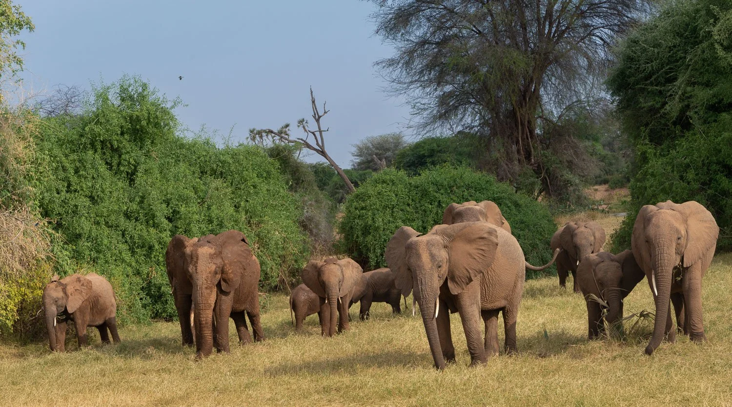 Elephants