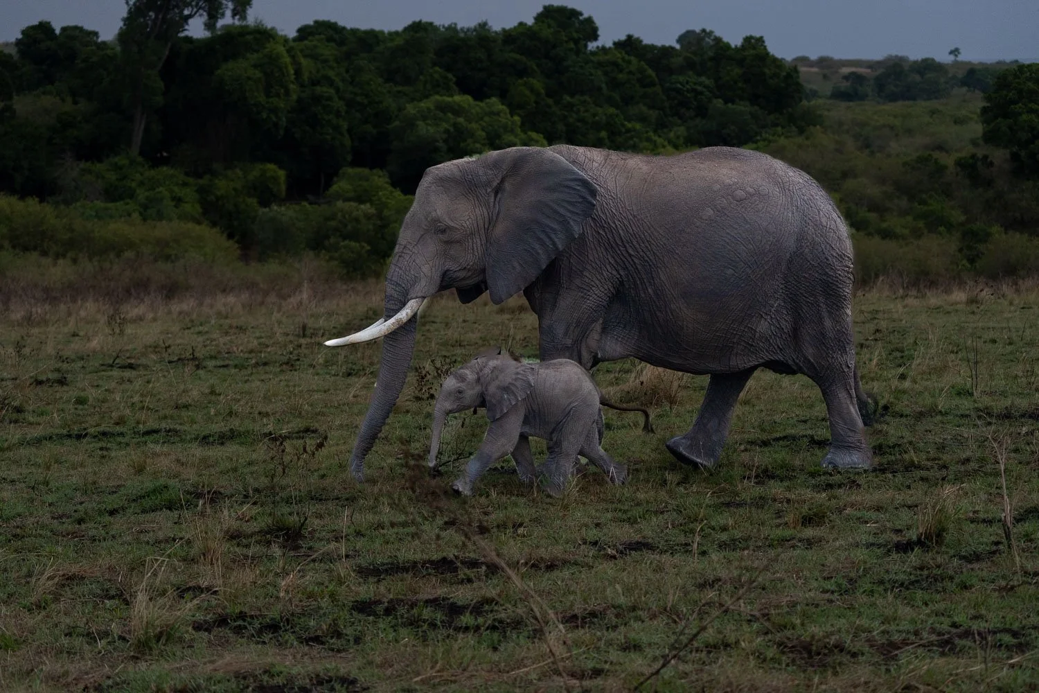 Elephant and calf