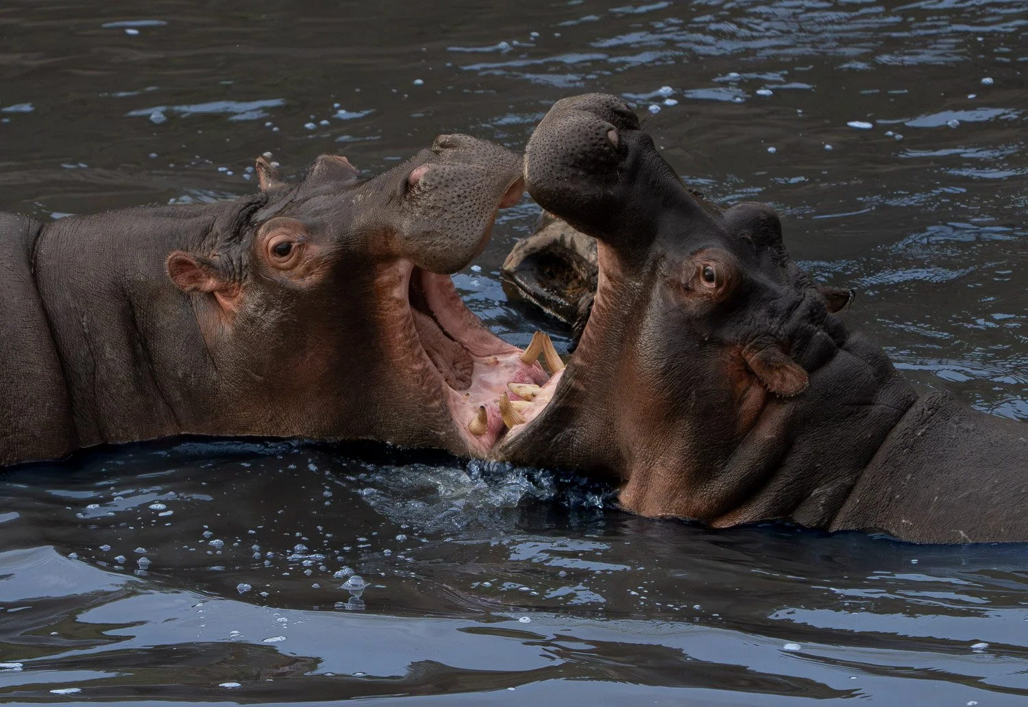 Hippos 