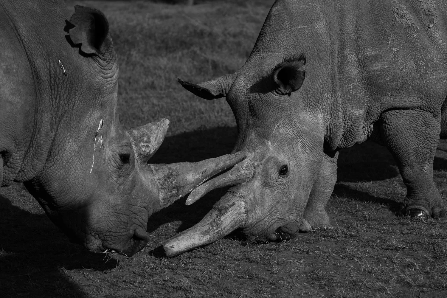 Rhinos Jousting