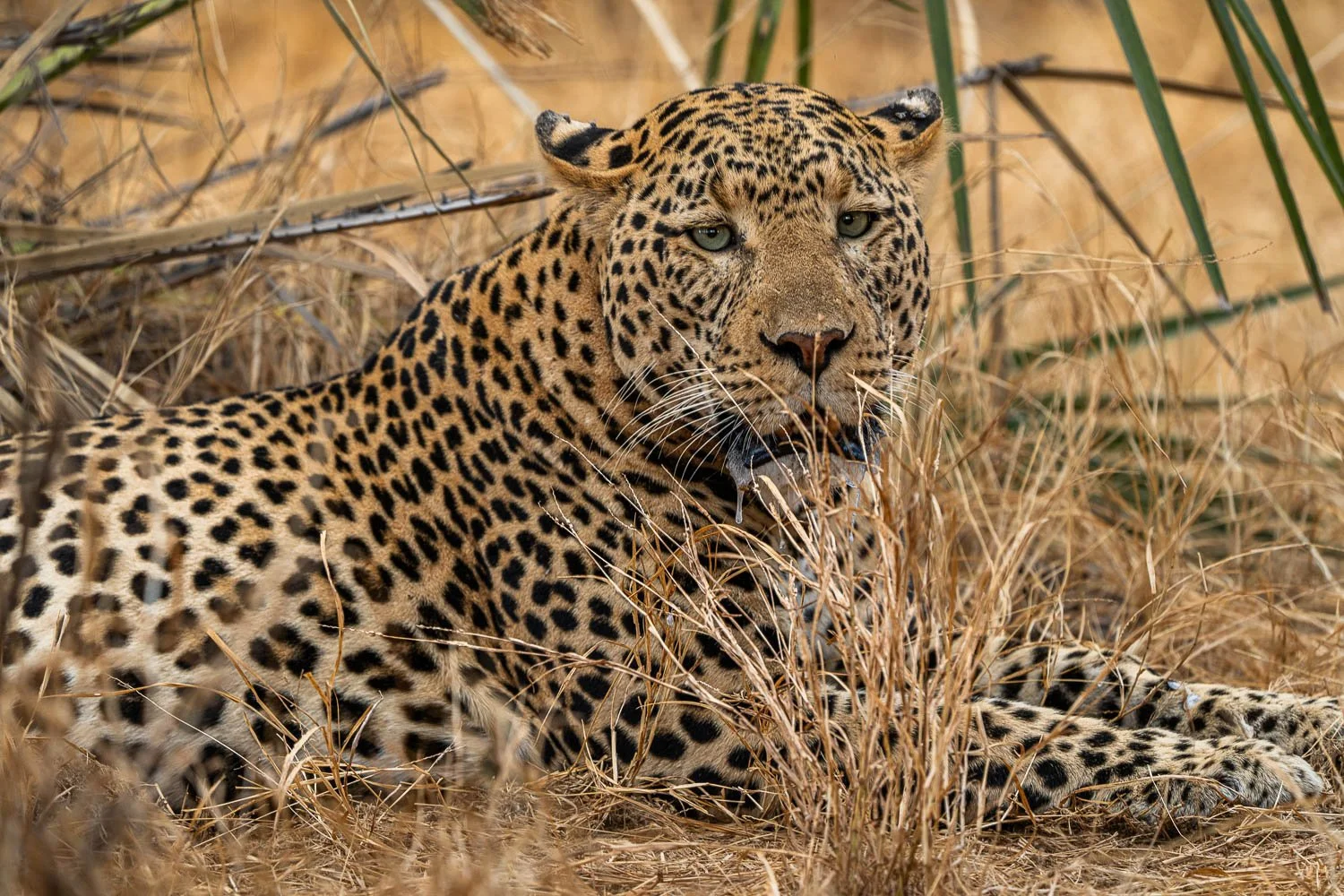 Leopard