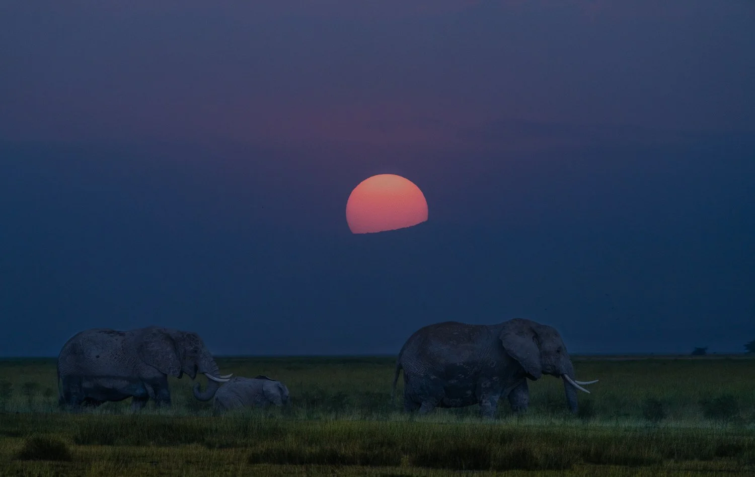 Elephant sunset