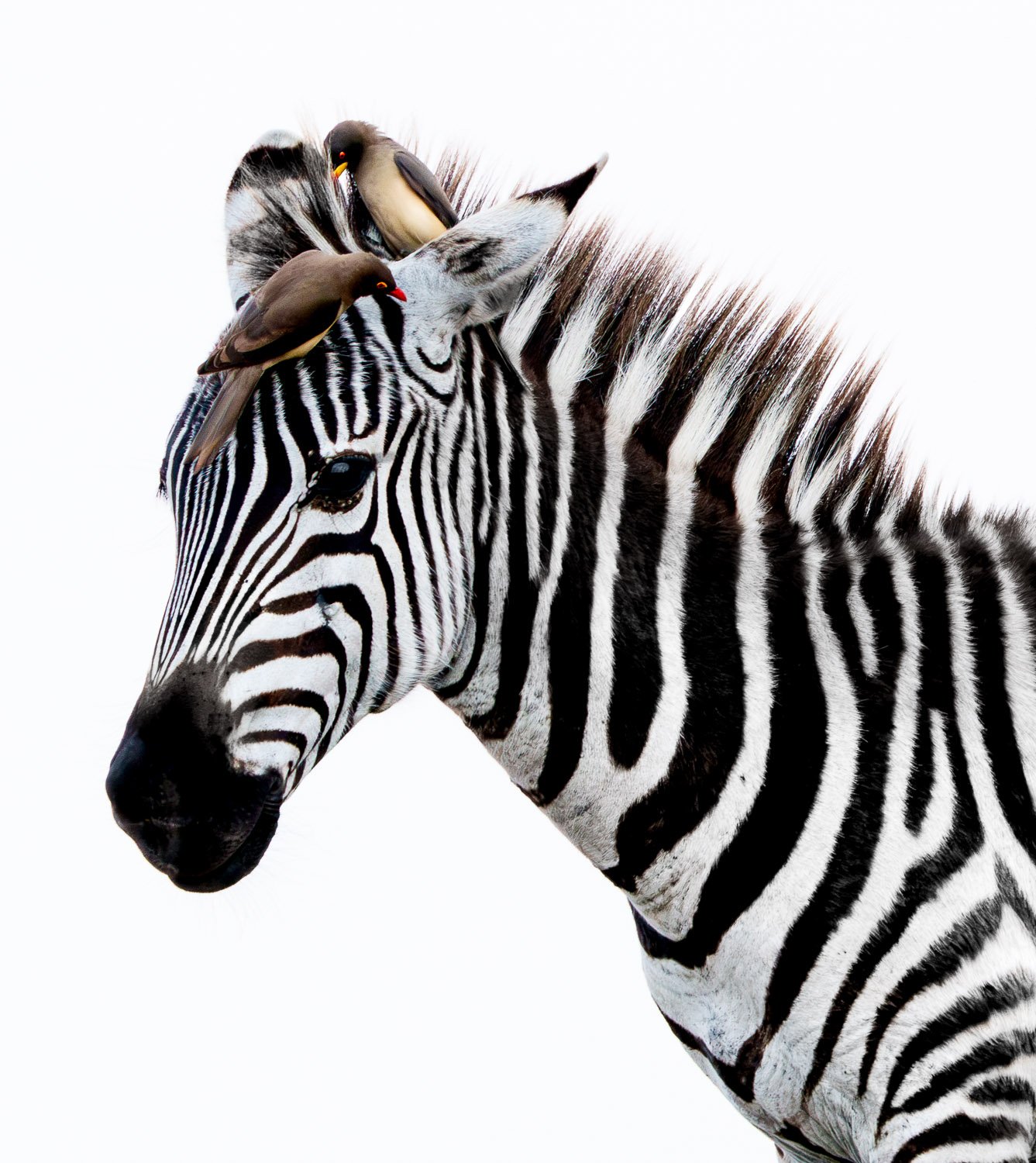 Two Oxpeckers and Zebra